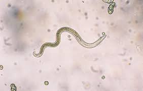 roundworms in dogs diagnosis