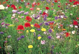 Sowing And Growing Wildflower Seeds