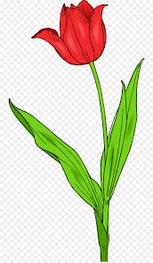 Tulipa Gesneriana Flower Free Content Clip Art Free Microsoft
