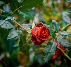 20 rain rose whatsapp dp beautiful in
