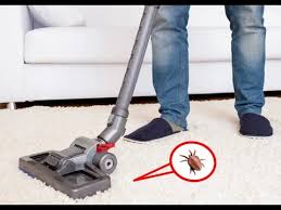 how often to vacuum for fleas you