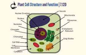 phil jadormeo plant cell organelle by