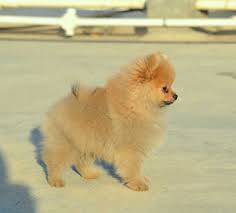 toy pomeranian puppies in