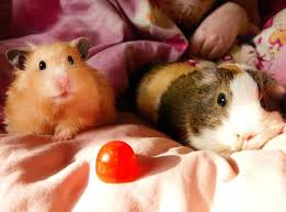 Guinea Pig Vs Hamster As Pets Lovetoknow