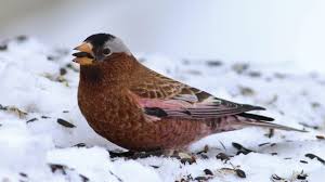 Snow Birds 10 Birds To Look For In Winter