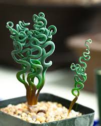 Plante verte originale - 17 succulentes qui ont l'air on ne peut plus  bizarre !
