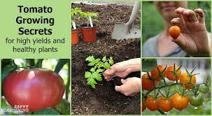 tomato growing secrets for big yields