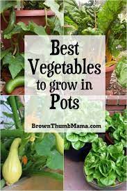 Growing Vegetables In Pots