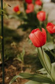 200 tulips free images