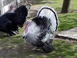 36th annual garden city turkey trot