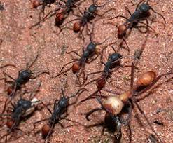 Image result for kırmızı orman karıncası