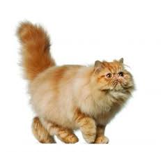 The persian, also known as the persian longhair, is an. Persian Cat Breed Profile Petfinder