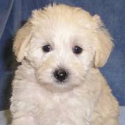 miniature schnoodle puppies in