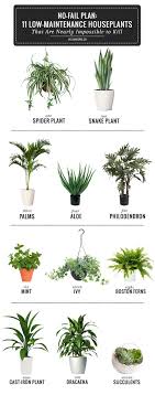 Best Plants For Bathroom Decor And My