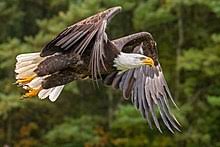 Bald Eagle Wikipedia
