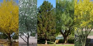 Five Low Water Trees To Provide Shade