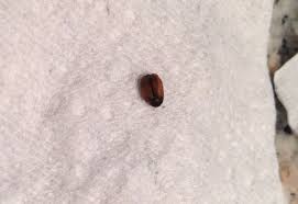 do carpet beetles bite debunking myths