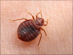 mistaken bugs for bed bugs