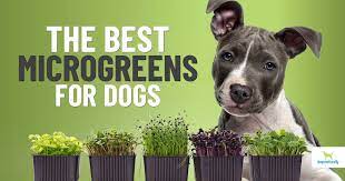 7 Healthiest Microgreens For Dogs