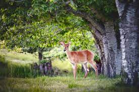 Stop Deer From Damaging Your Trees