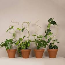 Plant stands, terraces, and indoor gardens that are both decorative and functional display houseplants, orchids and other indoor flowers with style. Botanopia Here Is The Family Of Our Golden Plant Stakes Facebook