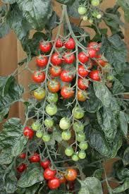 grow tomatoes eggplant in a small
