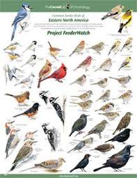 List Of Garden Bird Identification Chart Download Image