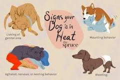 what-can-you-not-do-when-your-dog-is-in-heat