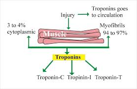 What Is Normal Troponin Level Reference Range And