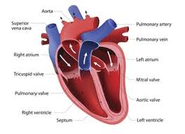 An atrial septal defect (asd) is a hole in the wall (septum) between the two upper chambers of your heart (atria). Congenital Heart Disease Types Nhs