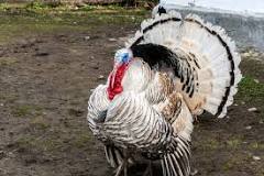 how-loud-are-backyard-turkeys
