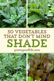 30 Vegetables That Grow In Shade
