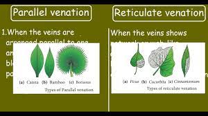 parallel venation and reticulate