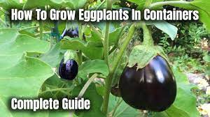 how to grow eggplants in containers