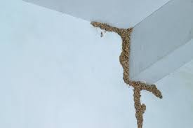 termite control how to get rid of