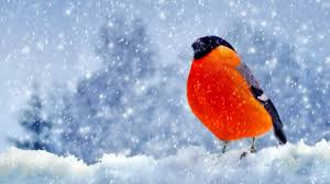 Image result for free pictures to download