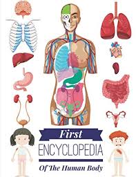 On average, it is about 20 inches long, according to infoplease. First Encyclopedia Of The Human Body Look Inside Your Body Anatomy Kids Book Education Pixa 9781653133260 Amazon Com Books