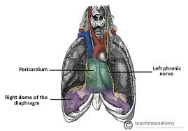 Image result for What is the function of the diaphragm?
