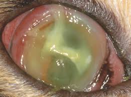 infected corneal ulceration