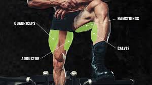 the anatomy of your leg muscles