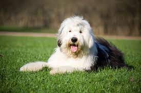 ultimate old english sheepdog puppy