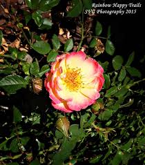 learn about growing ground cover roses
