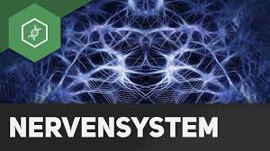 The nervous system detects environmental changes that impact the body, then works in tandem with the endocrine system to respond to such events. Somatisches Und Vegetatives Nervensystem Gehe Auf Simpleclub De Go Werde Einserschuler Youtube