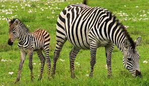 They usually live in treeless grasslands and savanna woodlands and are absent from deserts, rainforests, and wetlands. Zebras Fun Facts What Color Are They Are They Horses