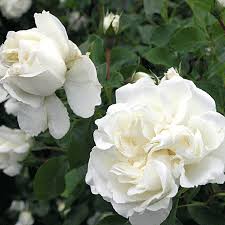 white meidiland south pacific roses