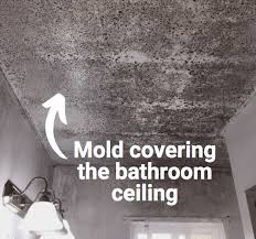 Chapter 6 Bathroom Mold Mold Insight