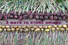 3 Great Ways To Onions Northern