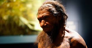 neanderthal skull - The Birth of the “Neanderthals” - SAPIENS
