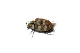 carpet beetle stock photos royalty