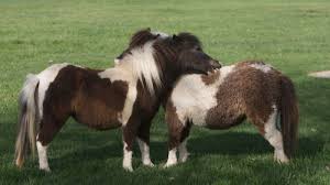5 Things Youve Always Wondered About Miniature Horses